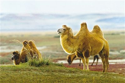 伊寧縣駝奶粉加工產業鏈助農圓夢